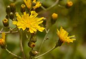 Wald-Habichtskraut - Hieracium murorum L.