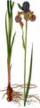 Siberian Iris - Iris sibirica L.