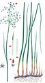 Blunt-Flowered Rush - Juncus subnodulosus Schrank