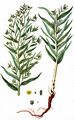 Echter Steinsame - Lithospermum officinale L.