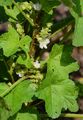 Dwarf Mallow - Malva neglecta Wallr.