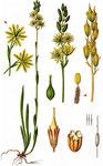 Gelber Beinbrech - Narthecium ossifragum (L.) Huds. 