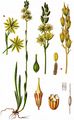 Bog Asphodel - Narthecium ossifragum (L.) Huds.