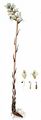 Common Broomrape - Orobanche minor Sm.