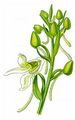 Berg-Waldhyazinthe - Platanthera chlorantha (Custer) Rchb.