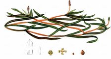Grass-Wrack Pondweed - Potamogeton compressus L.