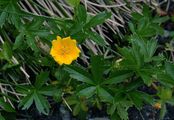 Gold-Fingerkraut - Potentilla aurea L.