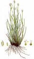 Weißes Schnabelried - Rhynchospora alba (L.) Vahl