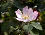 Glaucous Dog Rose - Rosa dumalis Bechst.