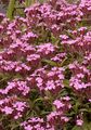 Kleines Seifenkraut - Saponaria ocymoides L.