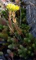 Felsen-Fetthenne - Sedum rupestre L.
