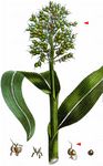 Gewöhnliche Mohrenhirse - Sorghum bicolor (L.) Moench 