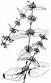 Alpen-Ziest - Stachys alpina L.