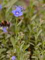 Alpen-Ehrenpreis - Veronica alpina L.