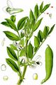 Broad Bean - Vicia faba L.