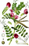 Saatwicke - Vicia sativa L. 