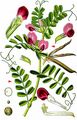 Common Vetch - Vicia sativa L.