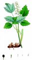 Baneberry - Actaea spicata L.