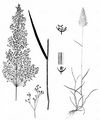 Rotes Straußgras - Agrostis capillaris L.