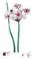 Schwanenblume - Butomus umbellatus L.