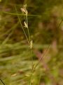 Winkel-Segge - Carex remota L.