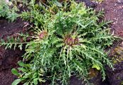 Dwarf Thistle - Cirsium acaulon (L.) Scop.