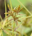 Yellow Galingale - Cyperus flavescens L.