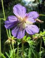 Wood Crane's-Bill - Geranium sylvaticum L.