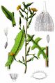 Kompaß-Lattich - Lactuca serriola L.