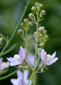 Gestreiftes Leinkraut - Linaria repens (L.) Mill.