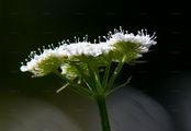 Parsley Water-Dropwort - Oenanthe lachenalii C. C. Gmel.