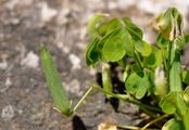Procumbent Yellow-Sorrel - Oxalis corniculata L.