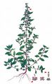 Eastern Pellitory-Of-The-Wall - Parietaria officinalis L.