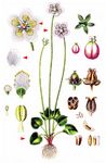 Sumpf-Herzblatt - Parnassia palustris L. 