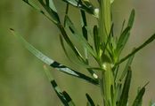 Weld - Reseda luteola L.