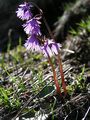 Alpine Snowbell - Soldanella alpina L.