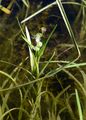 Least Bur-Reed - Sparganium natans L.