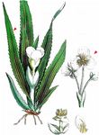 Krebsschere - Stratiotes aloides L. 