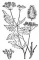 Upright Hedge-Parsley - Torilis japonica (Houtt.) DC.