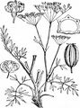 Blaugrüner Faserschirm - Trinia glauca (L.) Dumort.