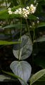 White Swallow-Wort - Vincetoxicum hirundinaria Medik.