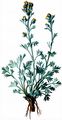 Echte Edelraute - Artemisia umbelliformis Lam.