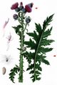 Welted Thistle - Carduus crispus L.