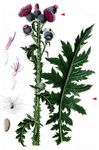 Krause-Distel - Carduus crispus L. 