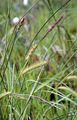 Schnabel-Segge - Carex rostrata Stokes