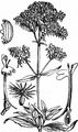 Rote Spornblume - Centranthus ruber (L.) DC.