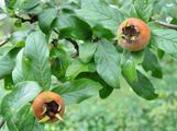 Medlar - Crataegus germanica (L.) Kuntze