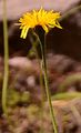 Weichhaariger Pippau - Crepis mollis (Jacq.) Asch.