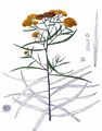 Grass-Leaved Goldenrod - Euthamia graminifolia (L.) Nutt.