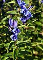 Schwalbenwurz-Enzian - Gentiana asclepiadea L.